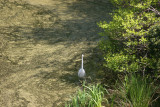 White Egret at Turtle Pond