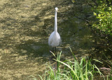 White Egret at Turtle Pond