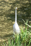 White Egret at Turtle Pond
