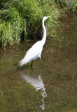 White Egret at Turtle Pond
