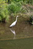 White Egret at Turtle Pond