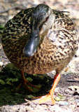 Duck near the Azalea Pond in the Rambles