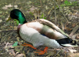 Duck near the Azalea Pond in the Rambles