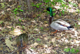 Ducks near the Azalea Pond in the Rambles