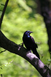 Grackle near the Azalea Pond in the Rambles