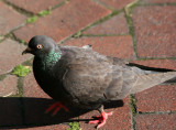 Pigeon