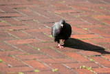 Pigeon