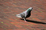 Pigeon