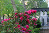 Rhododendron Blossoms