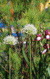 Allium