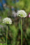 Allium