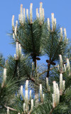 Long Needle Candelabra Pine