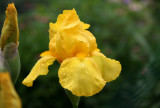 Yellow Iris