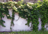 Sidewalk Garden Wall