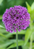 Allium