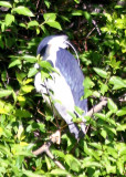 Blue Heron - Harlem Meer