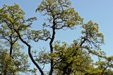 Black Locust Trees in Bloom - Harlem Meer