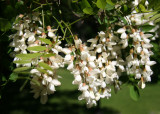Black Locust Tree Grove Blossoms near the Great Hill