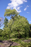 Black Locust Tree Grove near the Great Hill