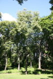 Black Locust Tree Grove near the Great Hill