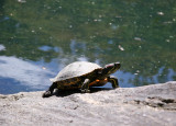 Turtle - North Pool Area