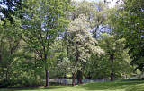 Black Locust Tree Blossoms - North Pool Area