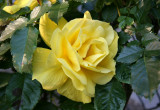 Yellow Rose