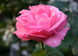 Pink Rose