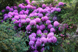 Rhododendron Blossoms