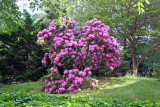 Rhododendron Blossoms