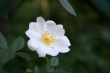 White Rose