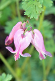 Dicentra Blossoms