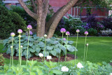 Garden View - Allium