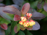 Barberry Bush Blossoms