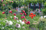 Poppies & Peonies