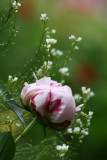 Peony Bud & Babys Breath