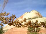 Spent flowers, Zion National Park, UT.