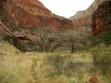 Zion National Park, UT - VII