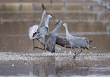 Sparring Sandhill Cranes