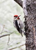 Red-Naped Sapsucker