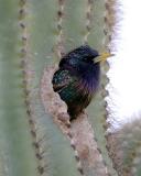 Starling in a Cactus