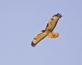 Red-tail Hawk