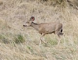 Mule Deer ( fawn )