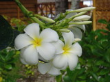Polynesien, May 2008