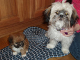 Wendis Shih Tzu babies