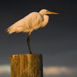 Great Egret at Sunset