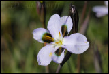 Aristea teretifolia, Iridaceae