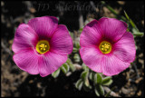 Oxalis sp.