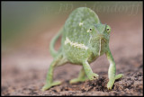 Flap-necked chameleon stare-down contest