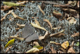 Guinea-fowl butterfly, Hamanumida daedalus